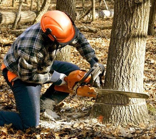Tree Removal in Pandora, OH